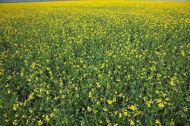 lsp抱怨不能在《生化危机4：重制版》偷窥阿什莉裙底春光